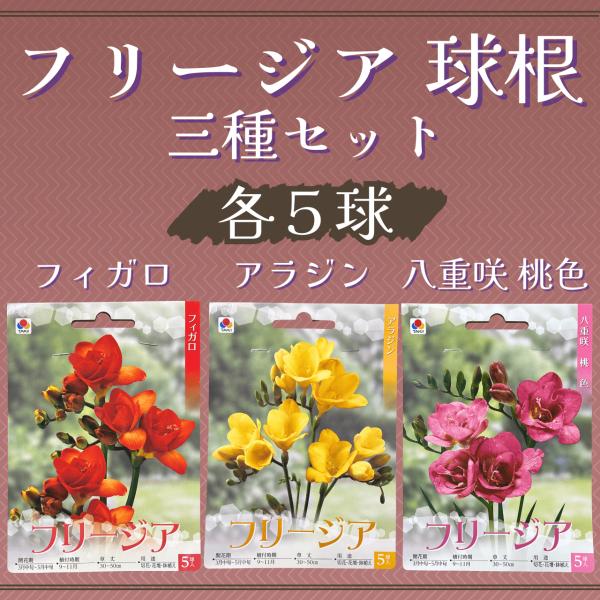 開花期　：3月中旬〜5月中旬植付時期：9月〜11月草丈　　：30〜50ｃｍ用途　　：切花・花壇・鉢植えフィガロ・アラジン春を感じさせる甘い香りと、何よりも鮮やかな花色がすばらしい品種です。花壇・鉢植えのほか切花にも最適です。八重咲 桃色ボリ...