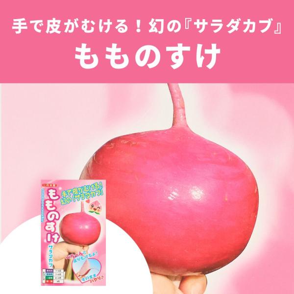 ３袋以上でクーポン割引 もものすけ  サラダカブ  種  1ml かぶ 蕪 野菜種子 野菜 園芸 栽培 家庭菜園 野菜の種 種まき 産 種子 たね タネ 小袋 夏 送料無料