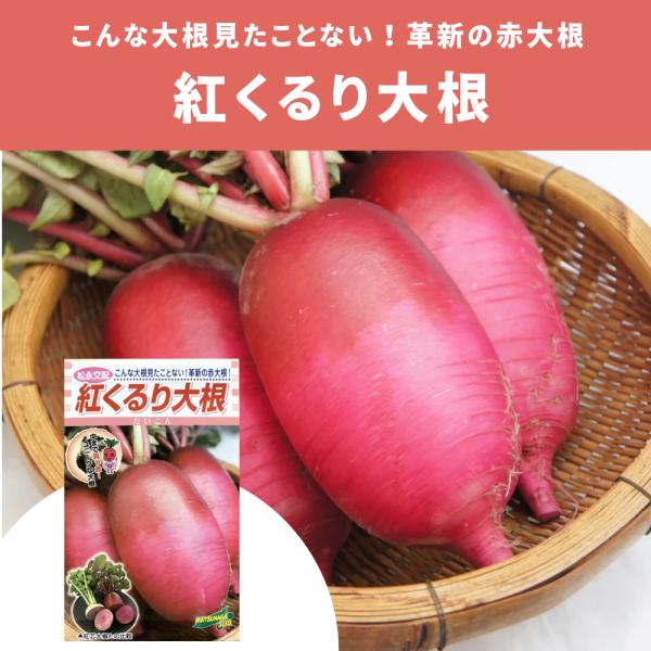 ３袋以上でクーポン割引 紅くるり大根 種 3ml だいこん ダイコン 送料無料 小袋 野菜種 野菜 園芸 人気 栽培 種子 野菜の種 たね 美味しい 安い おすすめ