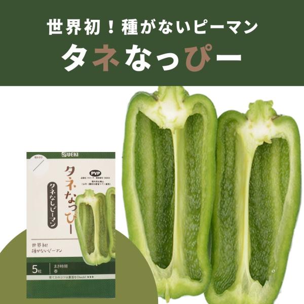 テレビで話題のたねなしピーマン！5粒入れ着花がよくたくさん収穫でき肉厚で苦みが少ない※　周辺にピーマン・パプリカ・唐辛子を植えてある場合は種ができることもあります。