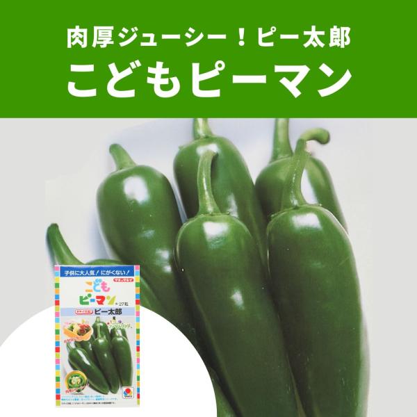 ３袋以上でクーポン割引 ピー太郎 こどもピーマン 27粒 ぴーまん 苦くない 野菜種子 野菜 園芸 栽培 家庭菜園 種まき 種子 たね タネ 小袋 春 送料無料