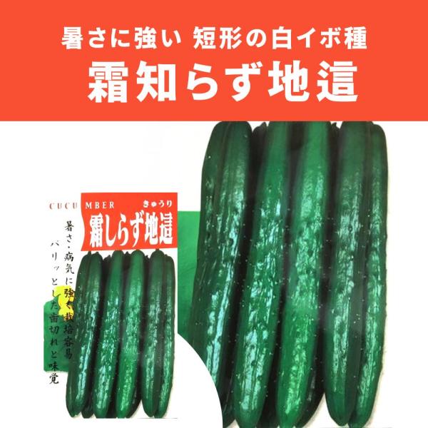 ３袋以上でクーポン割引 霜知らず地這 きゅうり 種 1.5ml  キュウリ 胡瓜 送料無料 種苗 野菜 8月 夏 白イボ種 人気 種子 野菜の種 たね タネ