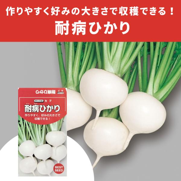 ３袋以上でクーポン割引 耐病ひかりかぶ 種 2.5ml 蕪 カブ 野菜種 野菜 園芸 栽培 家庭菜園 美味しい 春 夏 小かぶ 大かぶ 栄養野菜 種まき 種子 たね タネ 小袋