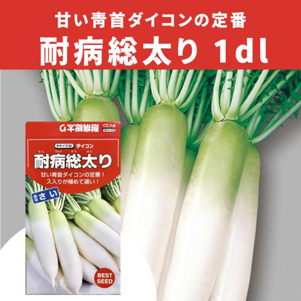 3袋以上でクーポン割引 耐病総太り大根 種 1dL だいこん ダイコン 送料無料 小袋 野菜種 野菜 園芸 人気 栽培 種子 野菜の種 たね 美味しい 安い おすすめ