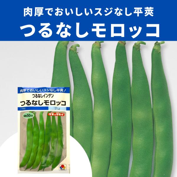平莢でやわらかい。多用途に使える。○植付時期／５月〜７月○収穫時期／７月〜９月●特性（1）長さ14ｃｍ、幅1.5ｃｍ程度のスジなし平莢。（2）草丈45ｃｍ程度のつるなし種。（3）肉厚で食べ応えがあり、食味良好。