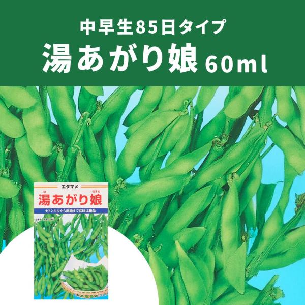 中早生85日タイプ。食味抜群大人気の茶豆風味。○植付時期／４月中旬〜○収穫時期／７月中旬〜※登録品種(登録名　KAE-003)　※海外持出禁止(公示(農林水産省HP)参照)