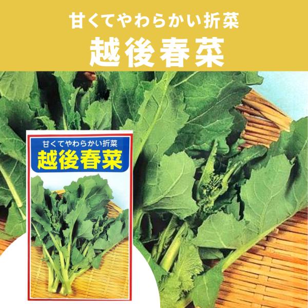 3袋以上でクーポン割引 越後春菜 4ml 種 送料無料 小袋 野菜種 野菜 園芸 人気 栽培  野菜の種 たね 美味しい 安い おすすめ