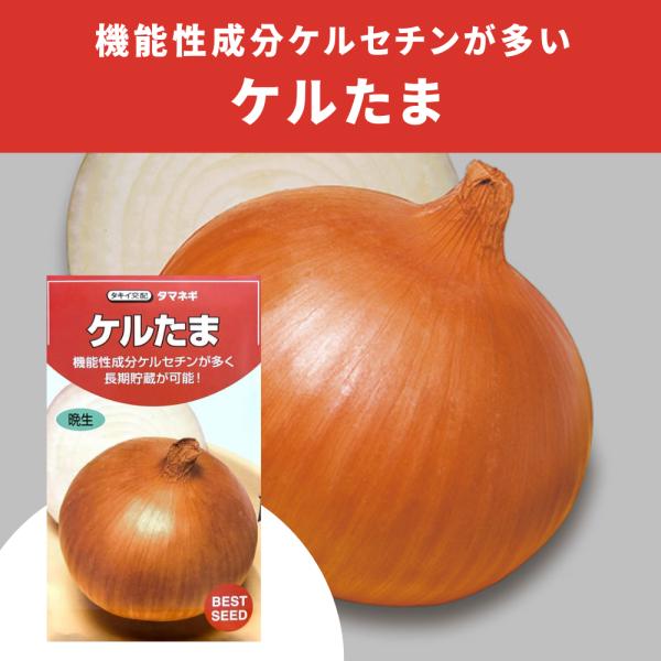３袋以上でクーポン割引 ケルたま 玉葱 4ml 種 たまねぎ タマネギ 秋まき 長期貯蔵 野菜種 野菜 園芸 栽培 家庭菜園 美味しい 栄養野菜 種まき 種子 たね 小袋