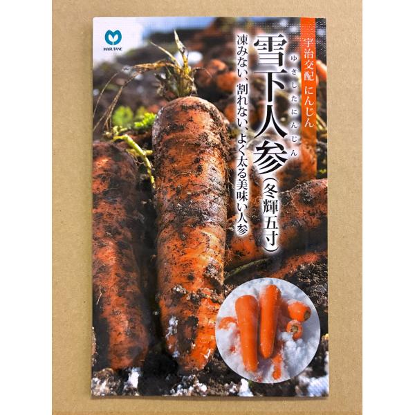 ３袋以上でクーポン割引 雪下人参 冬輝五寸 種 6ml にんじん ニンジン