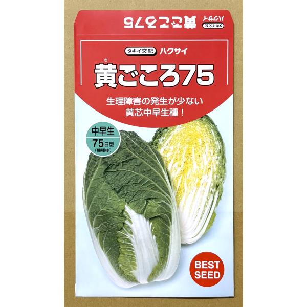 ３袋以上でクーポン割引 黄ごころ75 白菜 種 1ml はくさい ハクサイ 送料無料 小袋 野菜種 野菜 園芸 人気 栽培 種子 野菜の種 たね 美味しい 安い おすすめ
