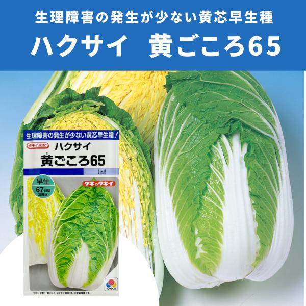 ３袋以上でクーポン割引 黄ごころ65 白菜 種 1ml はくさい ハクサイ 送料無料 小袋 野菜種 野菜 園芸 人気 栽培 種子 野菜の種 たね 美味しい 安い おすすめ