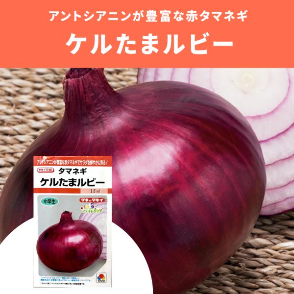 ３袋以上でクーポン割引 ケルたまルビー 玉葱 1.8ml 種 玉ねぎ たまねぎ タマネギ 送料無料 小袋 野菜 園芸 人気 栽培 種子 野菜の種 美味しい 安い おすすめ