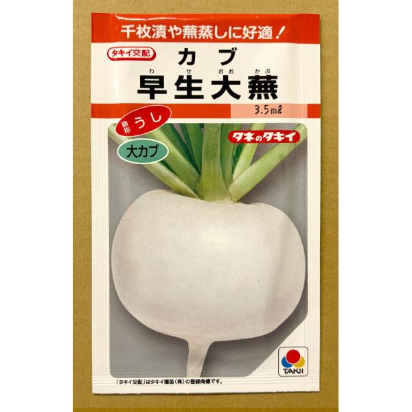 ３袋以上でクーポン割引 早生大蕪 種 3.5ml かぶ カブ
