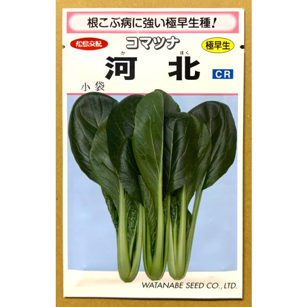 ３袋以上でクーポン割引 河北 コマツナ 種 6.6ml こまつな 小松菜  送料無料 野菜種  園芸 人気 家庭菜園 栽培 種子 種まき 野菜の種  美味しい タネ