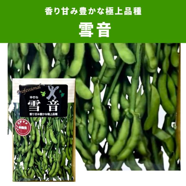 ３袋以上でクーポン割引 雪音 枝豆 種 1dL えだまめ エダマメ 野菜種 野菜 園芸 栽培 種まき 野菜の種 小袋 人気 おすすめ 種子 たね タネ