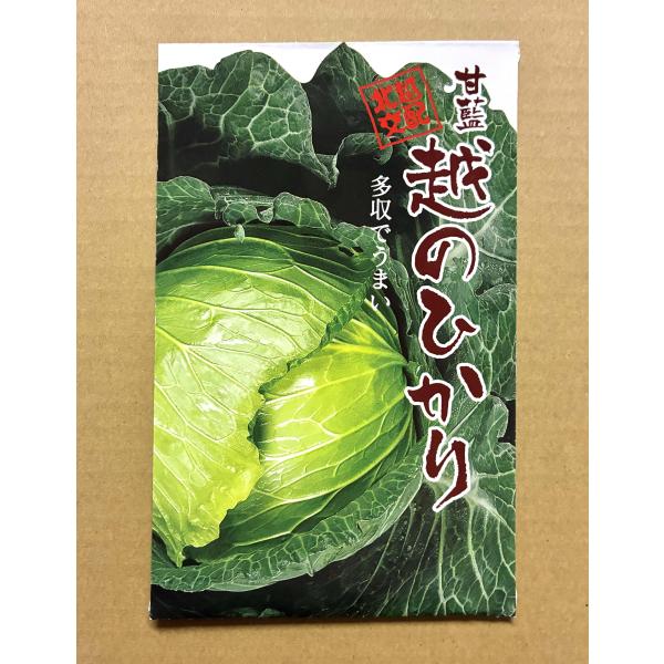 ３袋以上でクーポン割引 甘藍 越のひかり キャベツ 種 1.5ml きゃべつ
