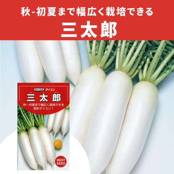 3袋以上でクーポン割引 三太郎 大根 種 2.5ml だいこん ダイコン 送料無料 小袋 野菜種 野菜 園芸 人気 栽培 種子 野菜の種 たね 美味しい 安い おすすめ