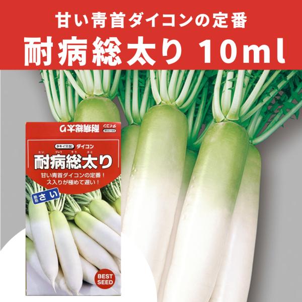 3袋以上でクーポン割引 耐病総太り大根 種  10ml だいこん ダイコン 送料無料 小袋 野菜種 野菜 園芸 人気 栽培 種子 野菜の種 たね 美味しい 安い おすすめ