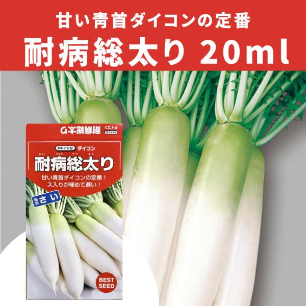 3袋以上でクーポン割引 耐病総太り大根 種 20ml だいこん ダイコン 送料無料 小袋 野菜種 野菜 園芸 人気 栽培 種子 野菜の種 たね 美味しい 安い おすすめ