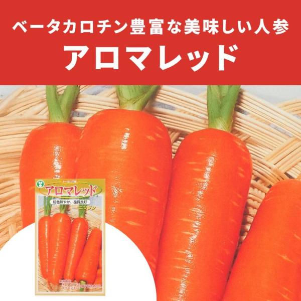 3袋以上でクーポン割引 アロマレッド ニンジン 種 6ml 人参 にんじん
