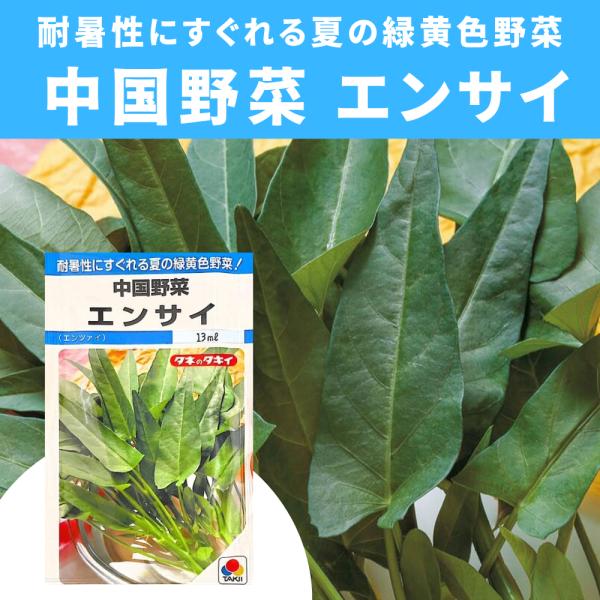 3袋以上でクーポン割引 中国野菜 エンサイ エンツァイ 13ml 種 小袋 野菜種 野菜 園芸 人気 栽培  野菜の種 美味しい ベランダ菜園 安い おすすめ