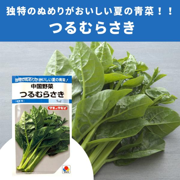 ３袋以上でクーポン割引 中国野菜 つるむらさき 9ml ツルムラサキ 野菜種  栽培 家庭菜園 プランター 青菜 夏 美味しい 栄養野菜 種まき 種子 たね タネ 小袋