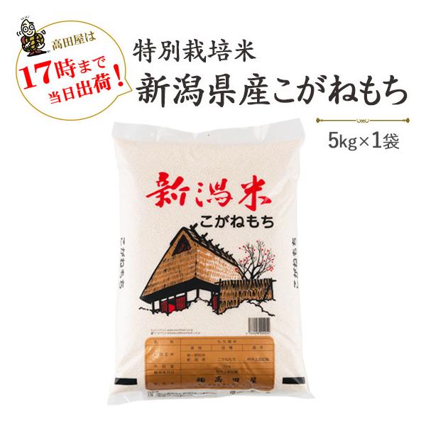 令和５年産　もち米5kg　特別栽培米新潟産こがねもち5kg 　送料無料(一部地域を除く)