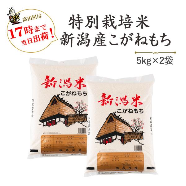 こがねもち 令和7年産 もち米10kg 特別栽培米新潟産こがねもち 5kg×2