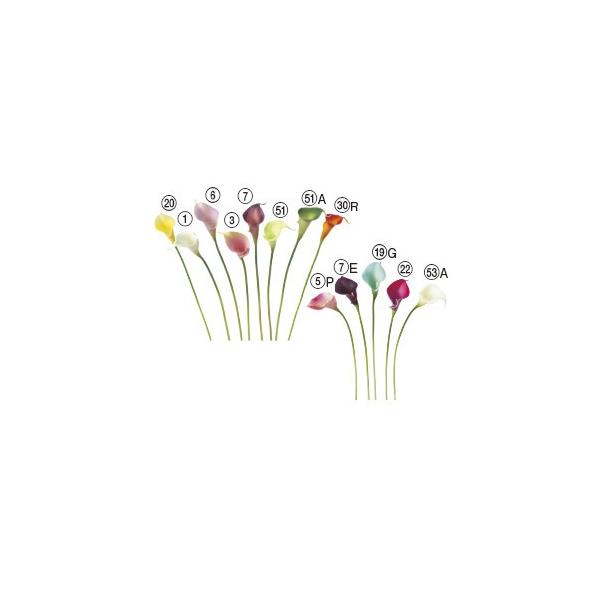  Ԃ̂ J[BiSjk×24{lAWg/ԍ/A[gt[/CeA