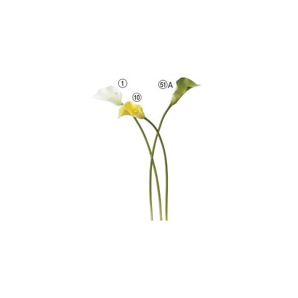  Ԃ̂ J[Bk×6{lAWg/ԍ/A[gt[/CeA