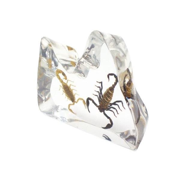 昆虫樹脂標本 キョクトウサソリvsチャグロサソリ Vf00 昆虫標本 Com 通販 Yahoo ショッピング