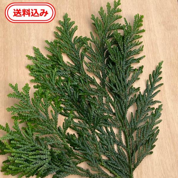 アスナロ葉 3枚 徳島産 天然 花材 料理演出用