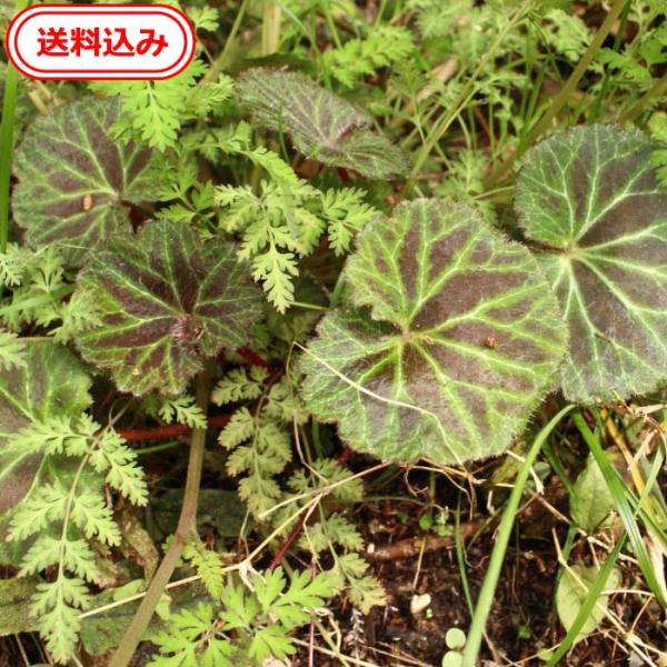 ユキノシタ 苗 3株 徳島産 天然 無農薬 日陰向き