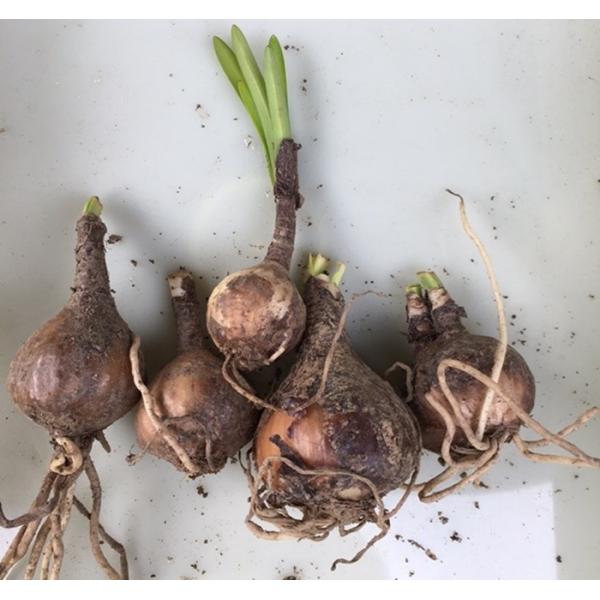 彼岸花球根小1000個 Morenotafurt Com