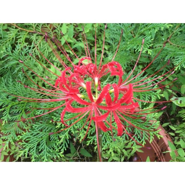 球根 彼岸花の人気商品 通販 価格比較 価格 Com