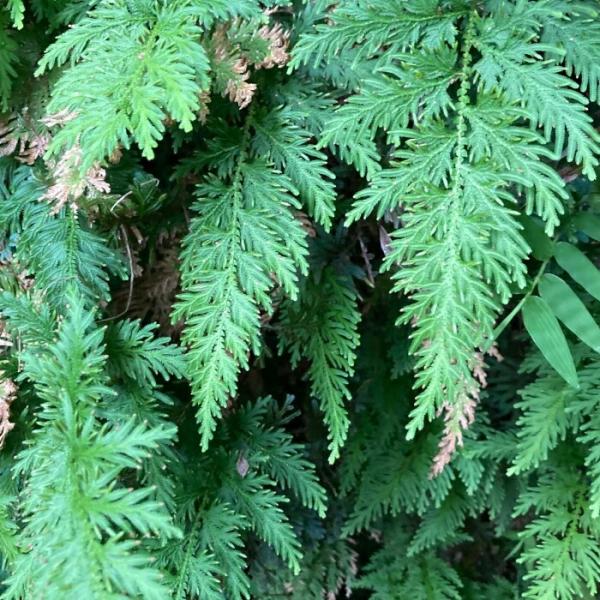 徳島産 天然【カタヒバ ぬき苗 3株】送料無料 注文後採取 農家直送 シダ植物 盆栽素材 苔玉素材 宿根草 山の植物 丈夫 観葉植物 コニシ農園