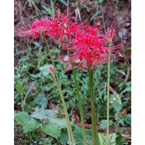 超格安一点 彼岸花球根1000個 プランター Knowledge21 Com