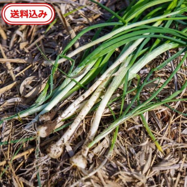 ノビル 根付き苗 10本 無農薬 野蒜 山野草 山菜 食用 自然栽培