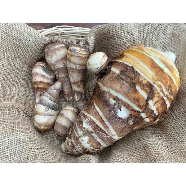 大地芋（テライモ）は、農薬を使用せず「天然循環法」で育てた里芋です。里芋としては珍しく、親芋の食感がとても良いため、普段食べることのない親芋を大きくし、親芋を主に食べます。もちろん、子芋の部分も食べれます。粘り気が少なくきめ細やかで、ホクホ...