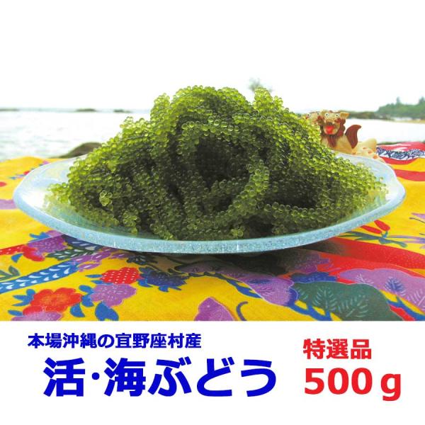 海ぶどう 沖縄 500g 特選品 活海ぶどう 宜野座村産 Buyee Buyee Japanese Proxy Service Buy From Japan Bot Online