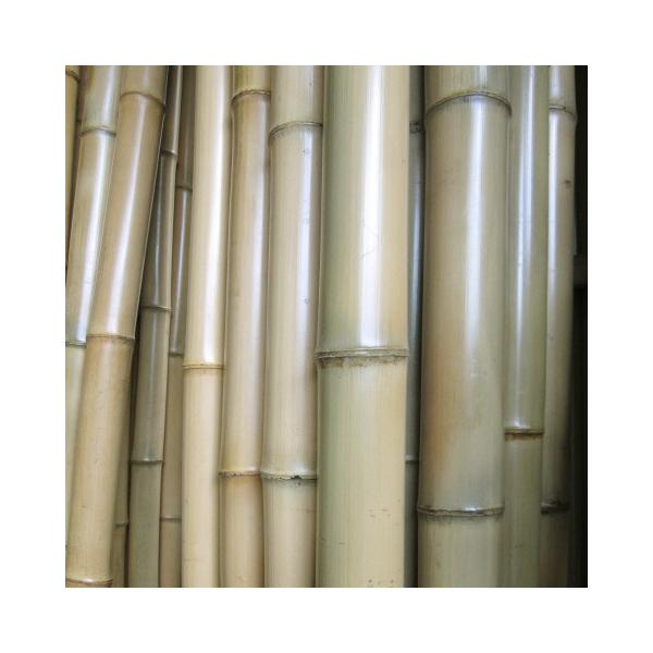 yށzԂN|iN|ja5`5.9cm@1m@1{