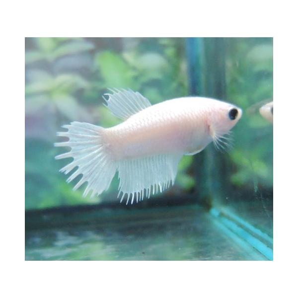 クラウンテールベタ メス ホワイト 01f0111 040 01f0111 040 有限会社高知熱帯魚サービス 通販 Yahoo ショッピング