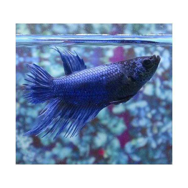 クラウンテールベタ メス ブルー 01f0409 068 01f0409 068 有限会社高知熱帯魚サービス 通販 Yahoo ショッピング