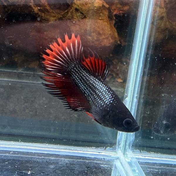 熱帯魚 クラウンテールベタ メス ブラックレッド 01F0801-001