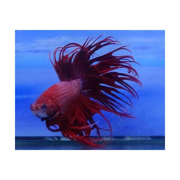 クラウンテールベタ オス ピンクレッド 01m0111 035 01m0111 035 有限会社高知熱帯魚サービス 通販 Yahoo ショッピング
