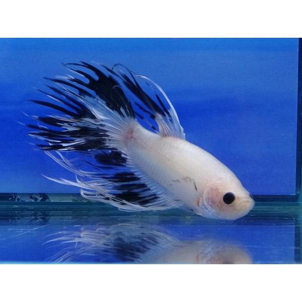 クラウンテールベタ オス ファンシーパンダ 01m0227 015 01m0227 015 有限会社高知熱帯魚サービス 通販 Yahoo ショッピング