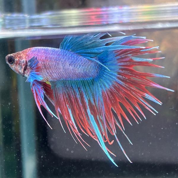 ベタ　クラウンテール　オス　ファンシー　01M0301-001　熱帯魚　生体