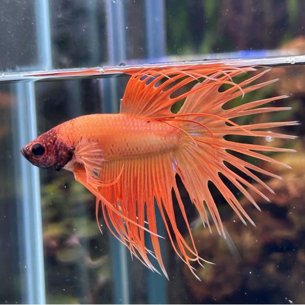 ベタ クラウンテール オス オレンジ 01M0408-018 熱帯魚 生体