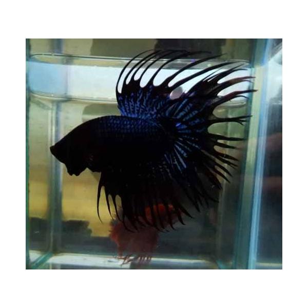クラウンテールベタ オス ブラックオーキッド 01m0622 029 01m0622 029 有限会社高知熱帯魚サービス 通販 Yahoo ショッピング