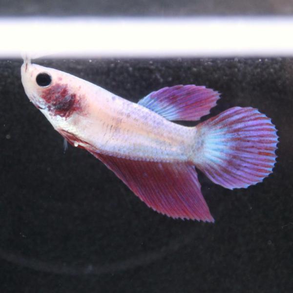 熱帯魚様 imgrc0100470042.jpg